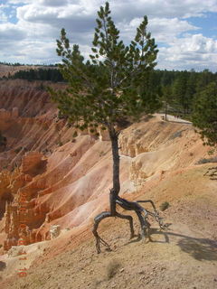 34 7cg. Bryce Canyon - tree standing on its roots