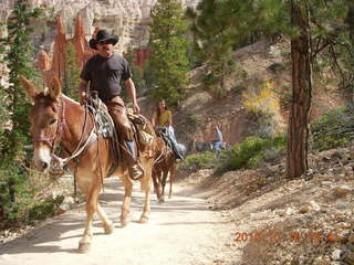 Bryce Canyon - mules