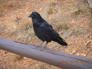 Bryce Canyon - raven or crow