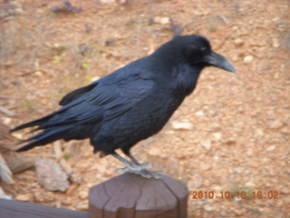 Bryce Canyon - raven or crow