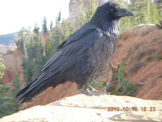 Bryce Canyon - raven or crow