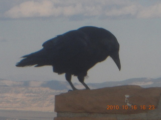 Bryce Canyon - raven or crow