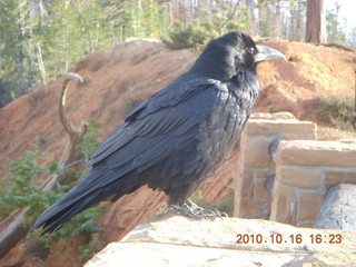 Bryce Canyon - raven or crow