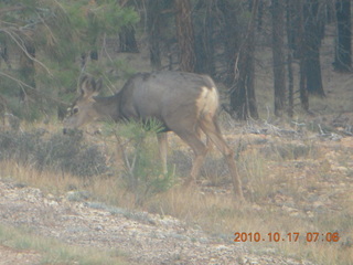 Bryce Canyon - mule deer