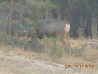 Bryce Canyon - mule deer