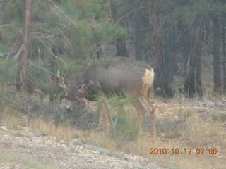 Bryce Canyon - mule deer