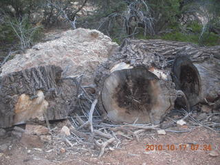 Bryce Canyon - Fairyland Trail - cut tree