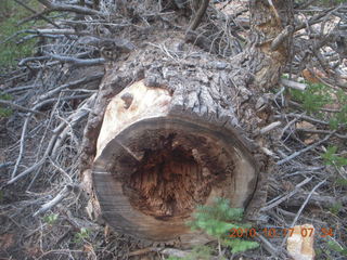 11 7ch. Bryce Canyon - Fairyland Trail - cut tree