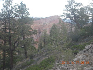 Bryce Canyon - mule deer