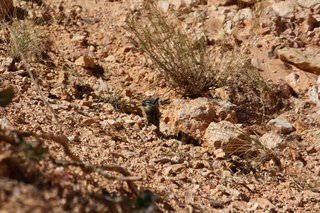 Sean's Bryce Canyon photos - chipmunk