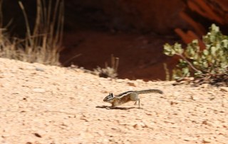 9 7cj. Sean's Bryce Canyon photos - chipmunk