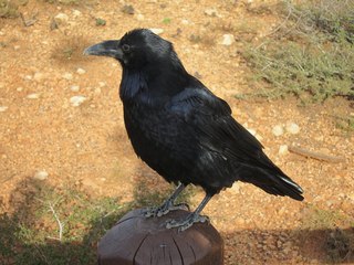 Sean's Bryce Canyon photos - raven or crow