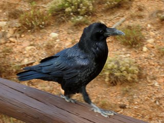 Sean's Bryce Canyon photos - raven or crow