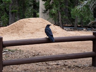 Sean's Bryce Canyon photos - raven or crow