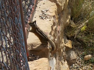 Sean's Bryce Canyon photos - chipmunk