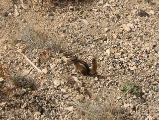 Sean's Bryce Canyon photos - chipmunk