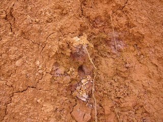 67 7cj. Sean's Bryce Canyon photos - colors in the rocks