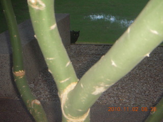 cat behind cactus at CHQ