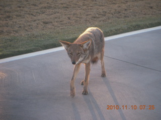 coyote on Green Belt