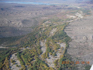 green trees on the way to Alamo Lake