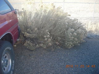 126 7dp. Moab trip - bushes near the Izusu Rodeo at CNY