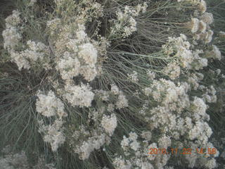 Moab trip - bushes at CNY