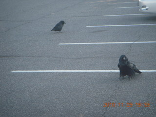 137 7dp. Moab trip - ravens at Canyonlands