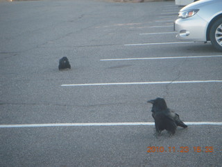 138 7dp. Moab trip - ravens at Canyonlands