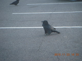 Moab trip - ravens at Canyonlands