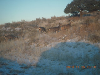 Moab trip - drive from Needles - mule deer