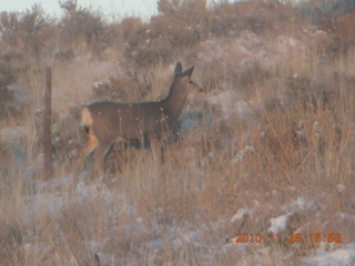 Moab trip - drive from Needles - mule deer