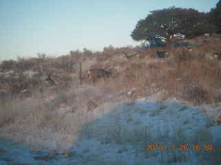 217 7ds. Moab trip - drive from Needles - mule deer