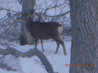 Zion National Park trip - deer