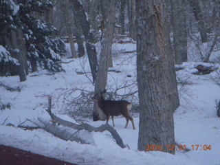 Zion National Park trip - deer