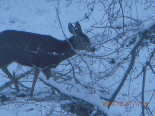 Zion National Park trip - deer