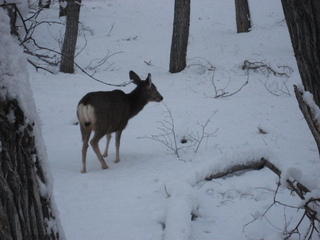 Zion National Park trip - Sheri's pictures - deer