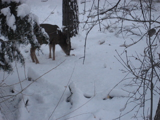 154 7ex. Zion National Park trip - Sheri's pictures - deer