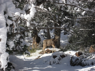 Zion National Park trip - Sheri's pictures