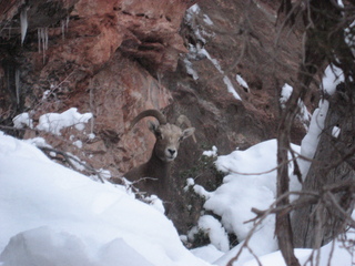 244 7f1. Zion National Park trip - Sheri's pictures