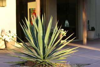 P.F.Chang half marathon - cactus