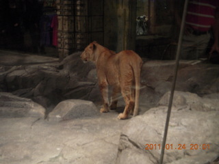 Las Vegas - MGM lion