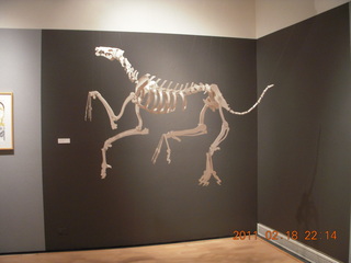 art-museum skeleton
