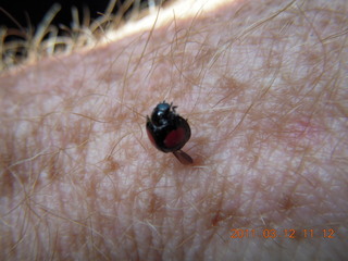 ladybug on my arm