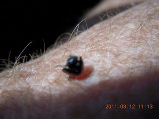 ladybug on my arm