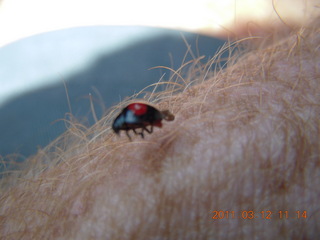 ladybug on my arm