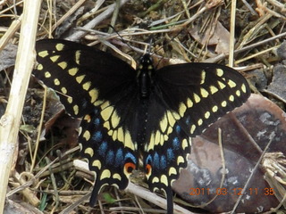 butterfly at Benson Airport (E95)