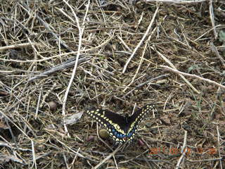 67 7hc. butterfly at Benson Airport (E95)