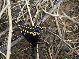 butterfly at Benson Airport (E95)