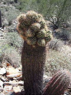 Tom's Thumb hike - crested cactus