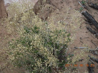 Canyonlands Mesa Arch trail - flora